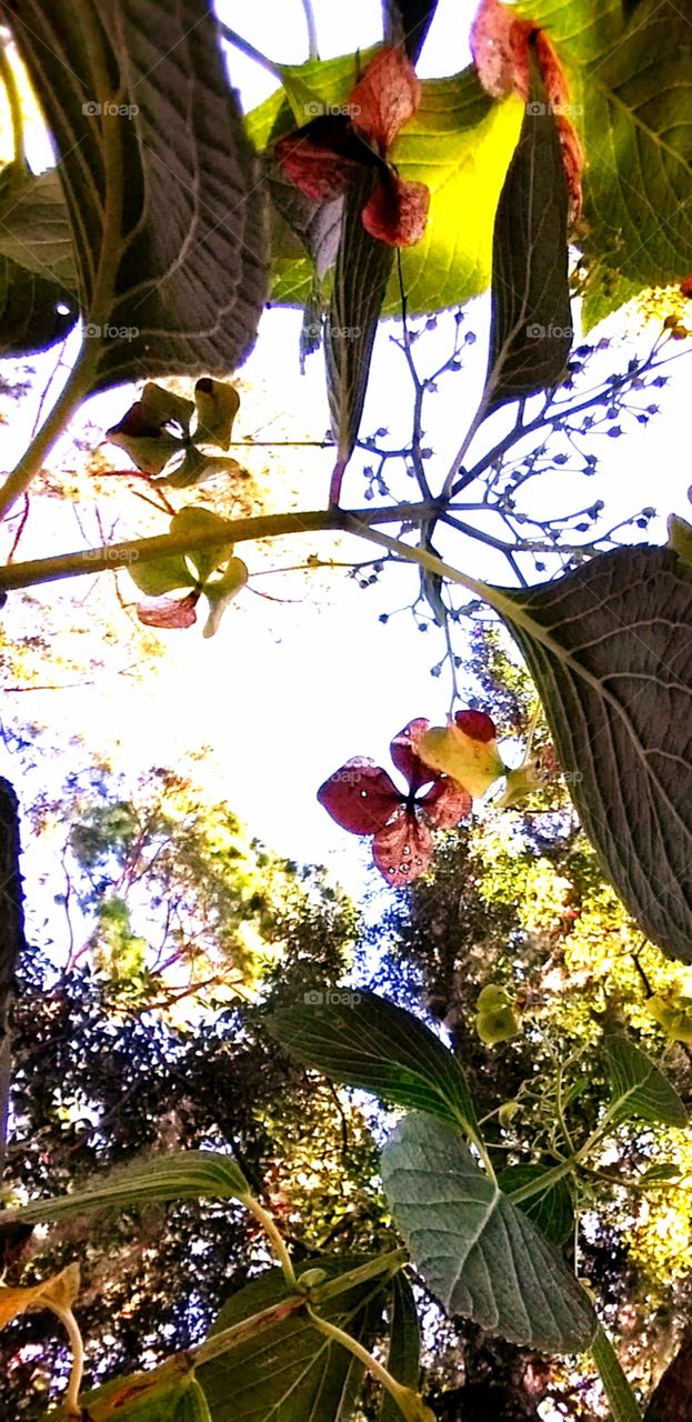 from the bottom  looking up beauty of underside of leaves and flowers trees