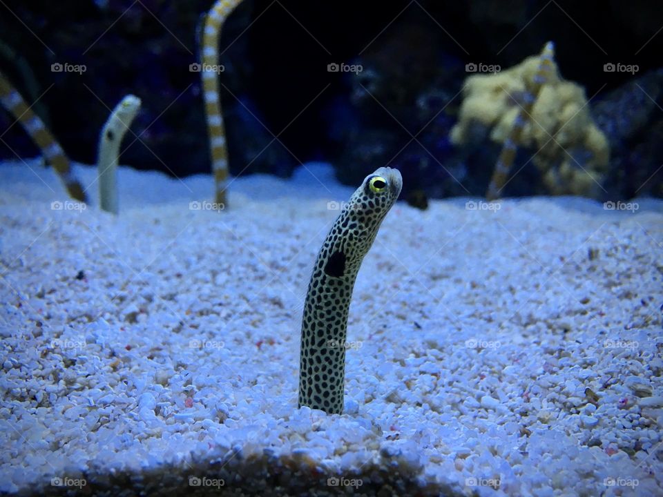 Aquarium eel