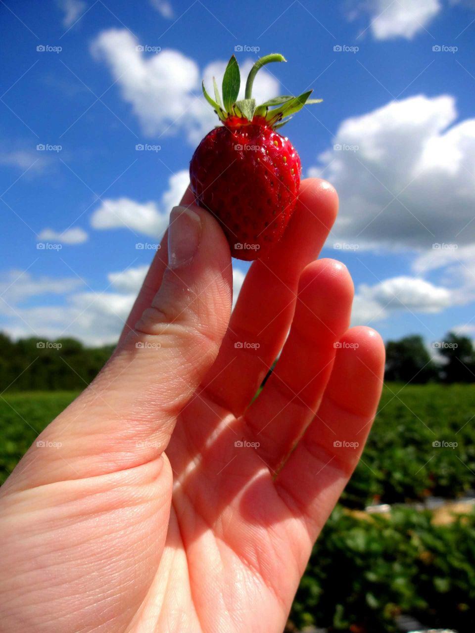 strawberry. season for strawberries