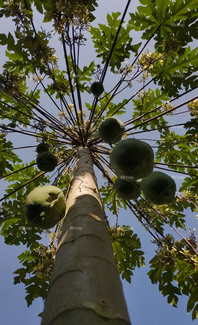Papaya Fruits on the tree