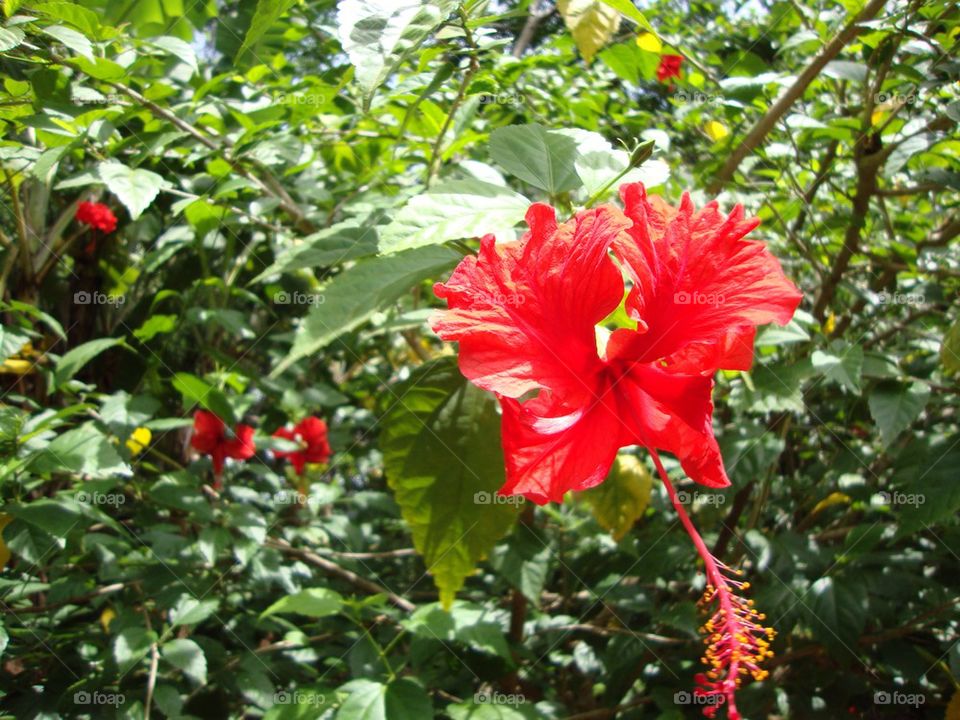 Red flower