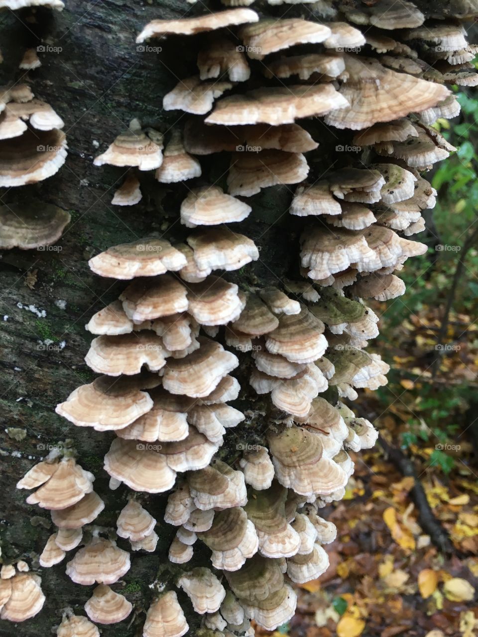 Fungus
