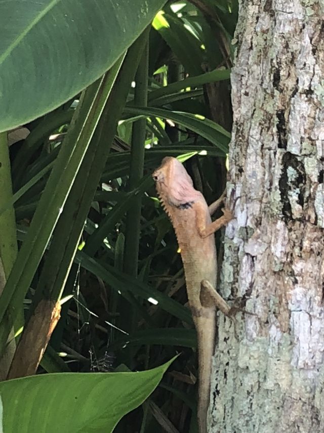 Lizard 