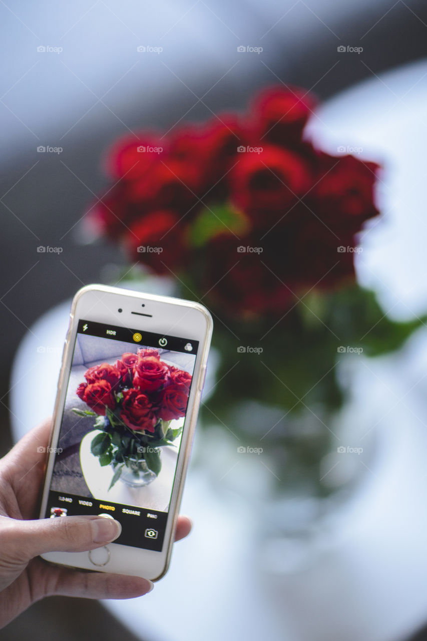 Taking a photo of red roses 