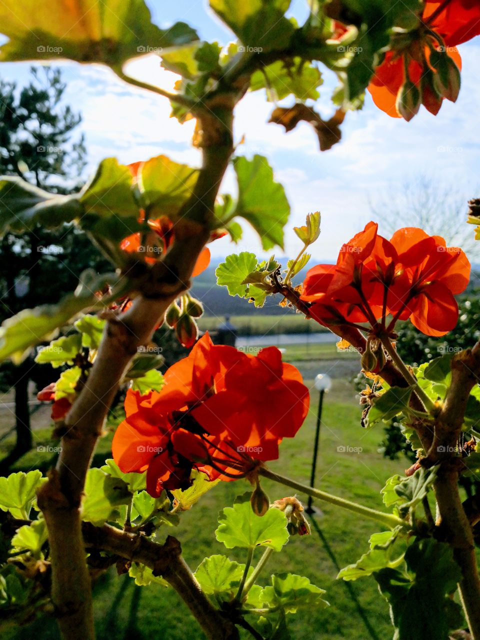 orange flowers
