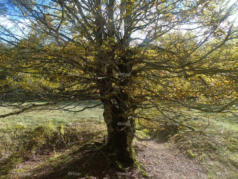 Tree