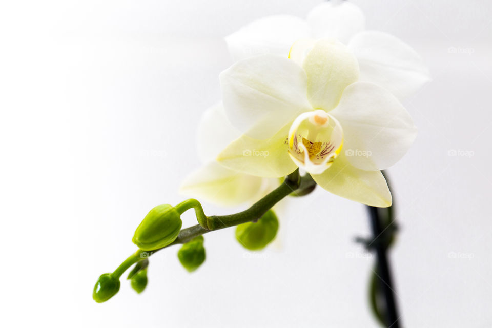 Plant favourites - close-up of white orchid and buds