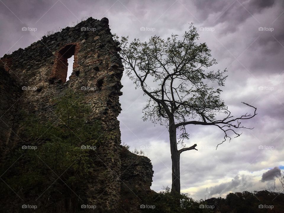 Single tree near abandoned house ruins