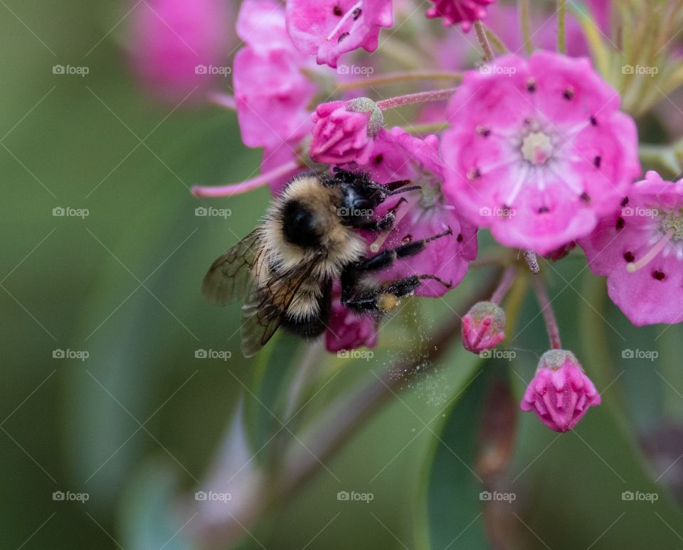 Bee