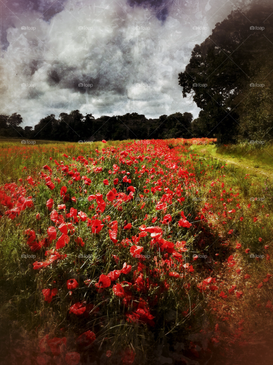 landscape poppies poppy field by SirBluto
