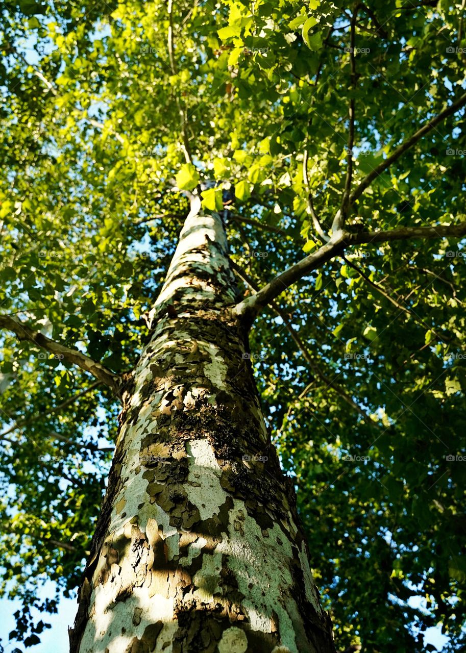 A difference that perspective makes. A tree appears to be a never ending maze of branches and leaves from below.