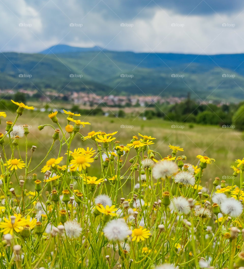 Valley landscape