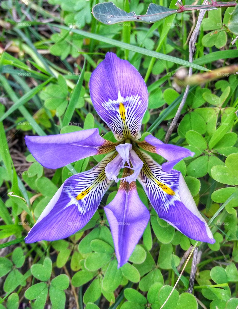 Like a human's appearance !