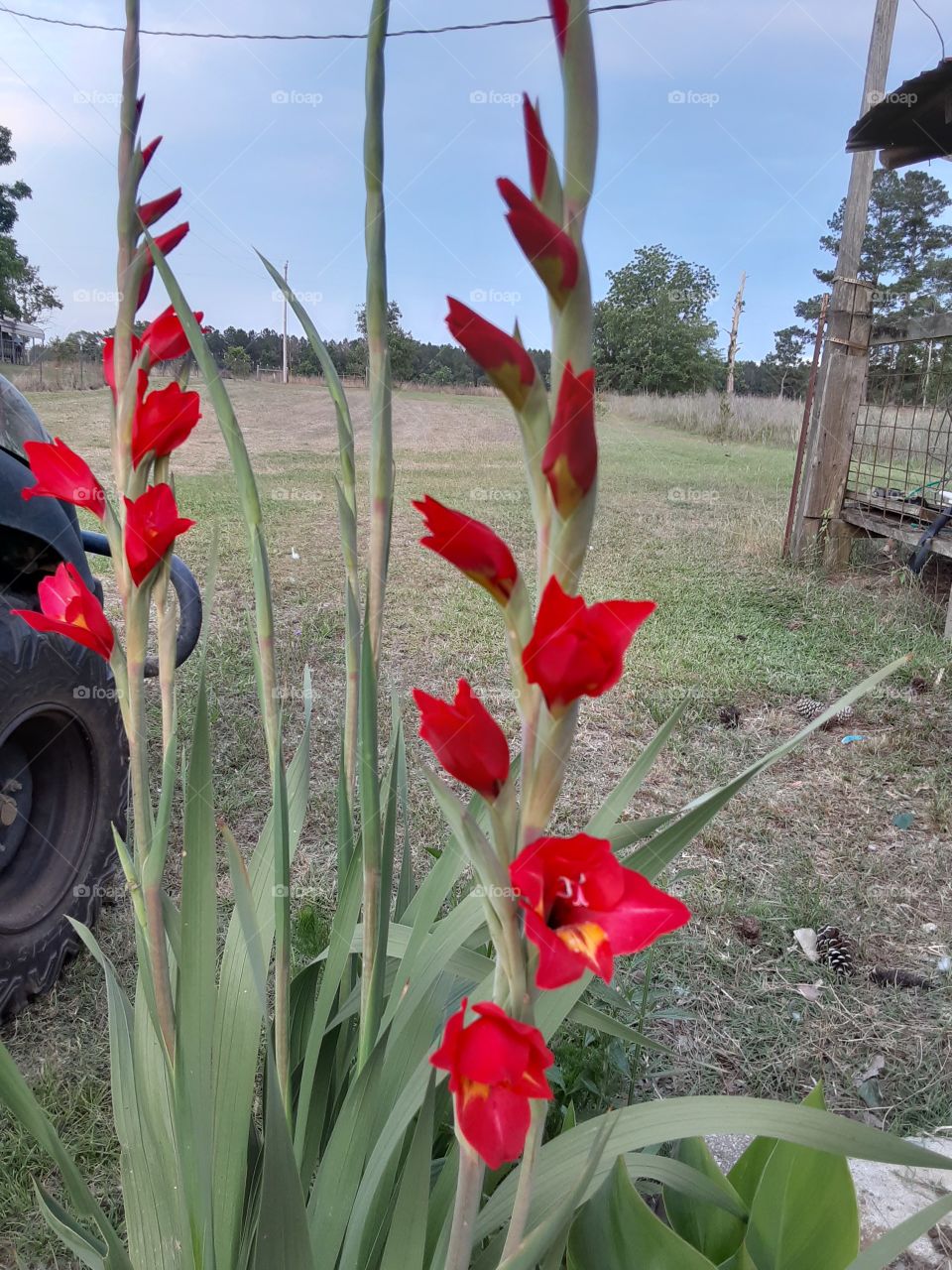 Glad to See these Glads