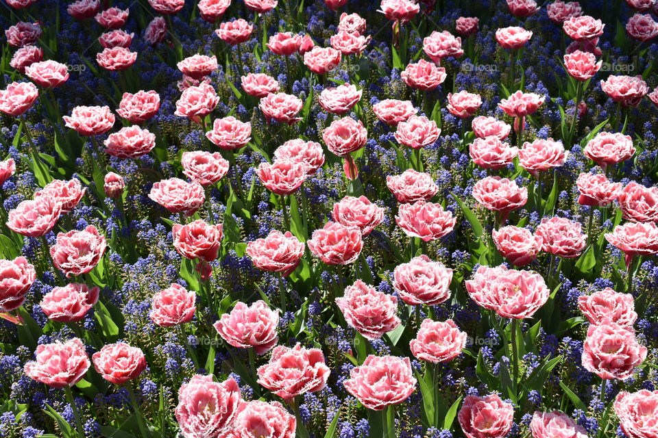 Flowers in Keukenhof 