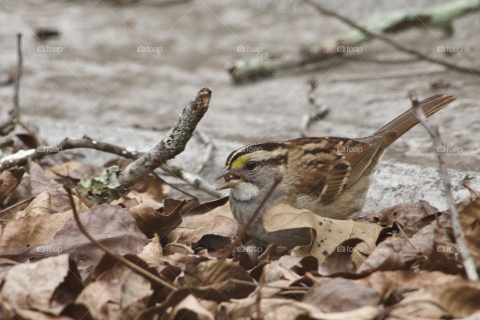 White throated sparrow finding a seed on a snowy tin roof