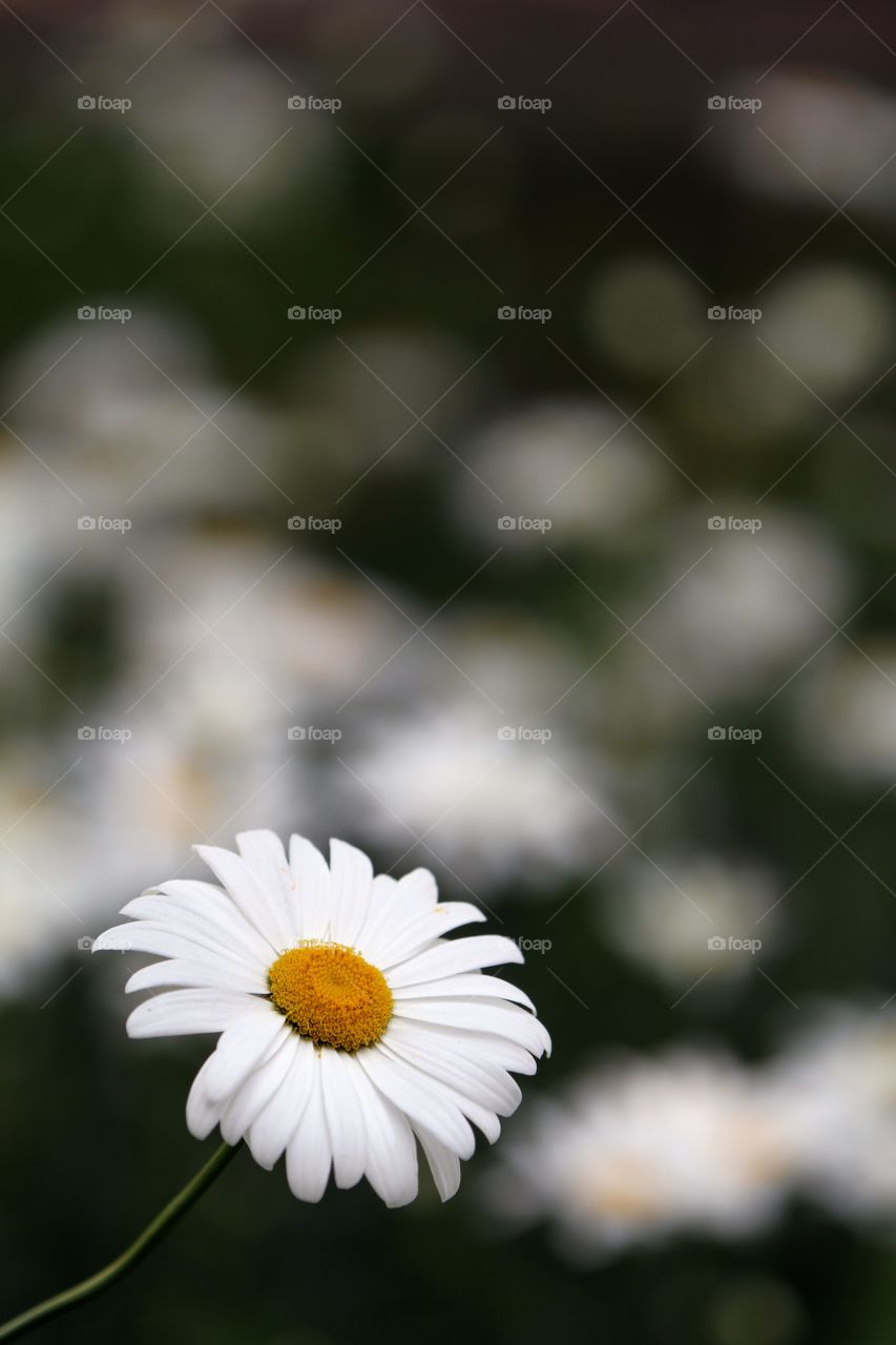 Single White Daisy in Focus with Blurred Background