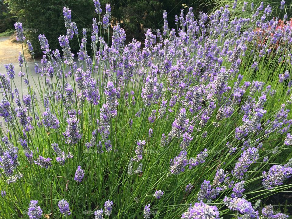 Lavender blooming