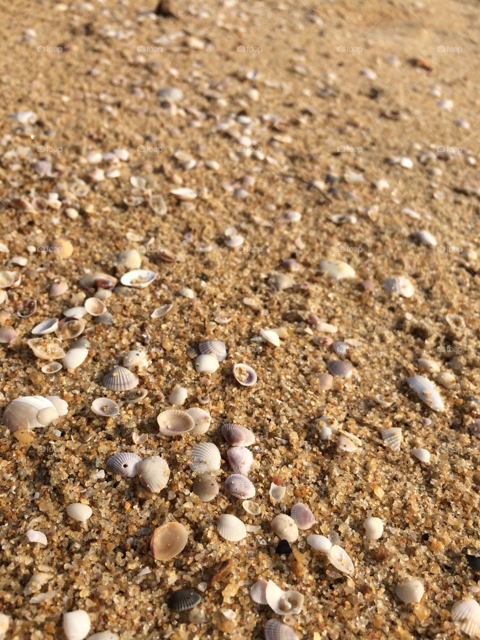 Shells on beach sand 

