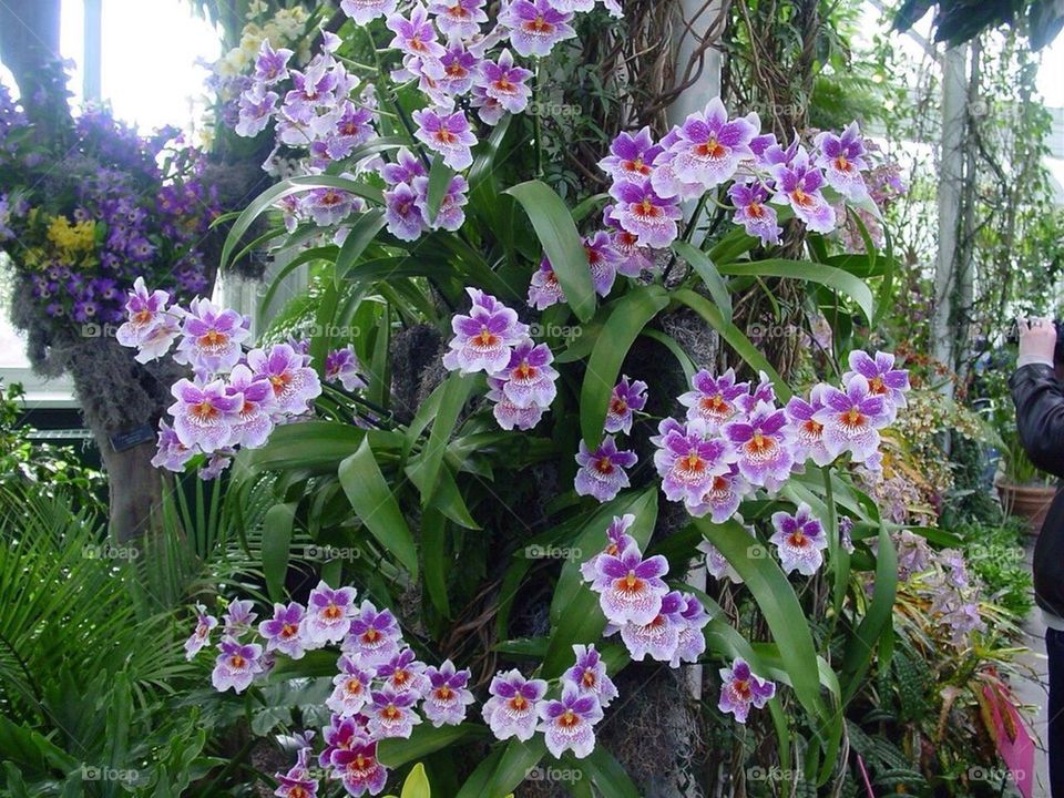 Bunch of orchids