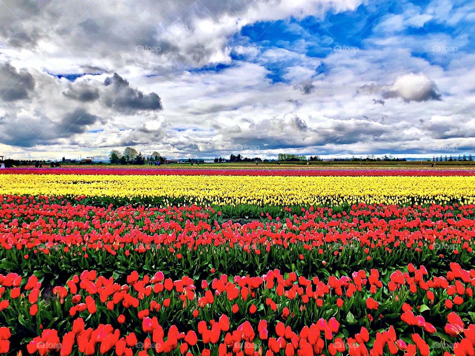 Foap Mission Color vs Black And White! Brilliant Color Of Skagit Valley Tulip Fields And Blue Sky’s!