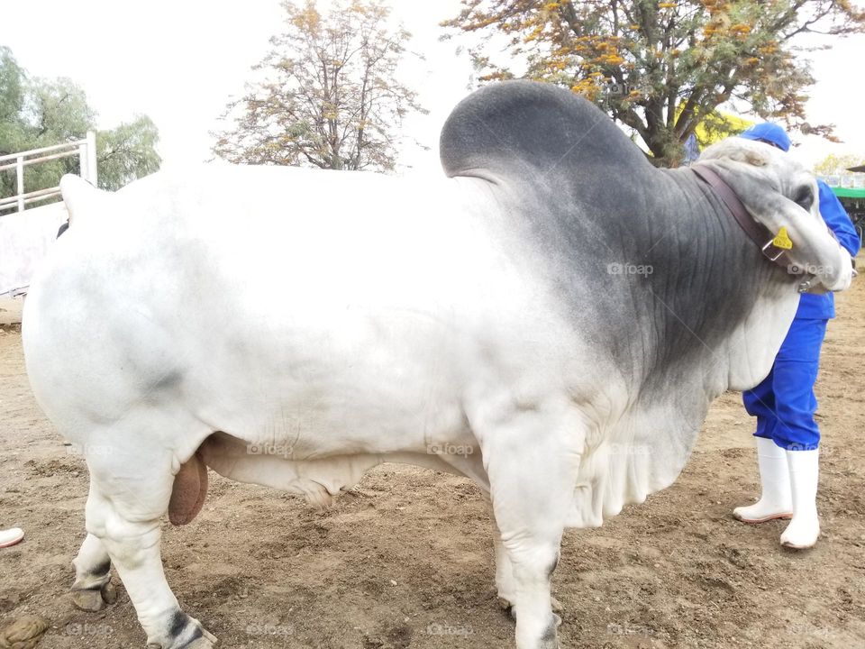 Bonsmara bull for breeding , famous among farmers. huge bull with good looking appearance,  healthy cattle. Later it then sold in the butchery. it gives alot of meat and meaty products.