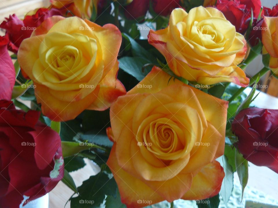 Rosor. Yellow roses