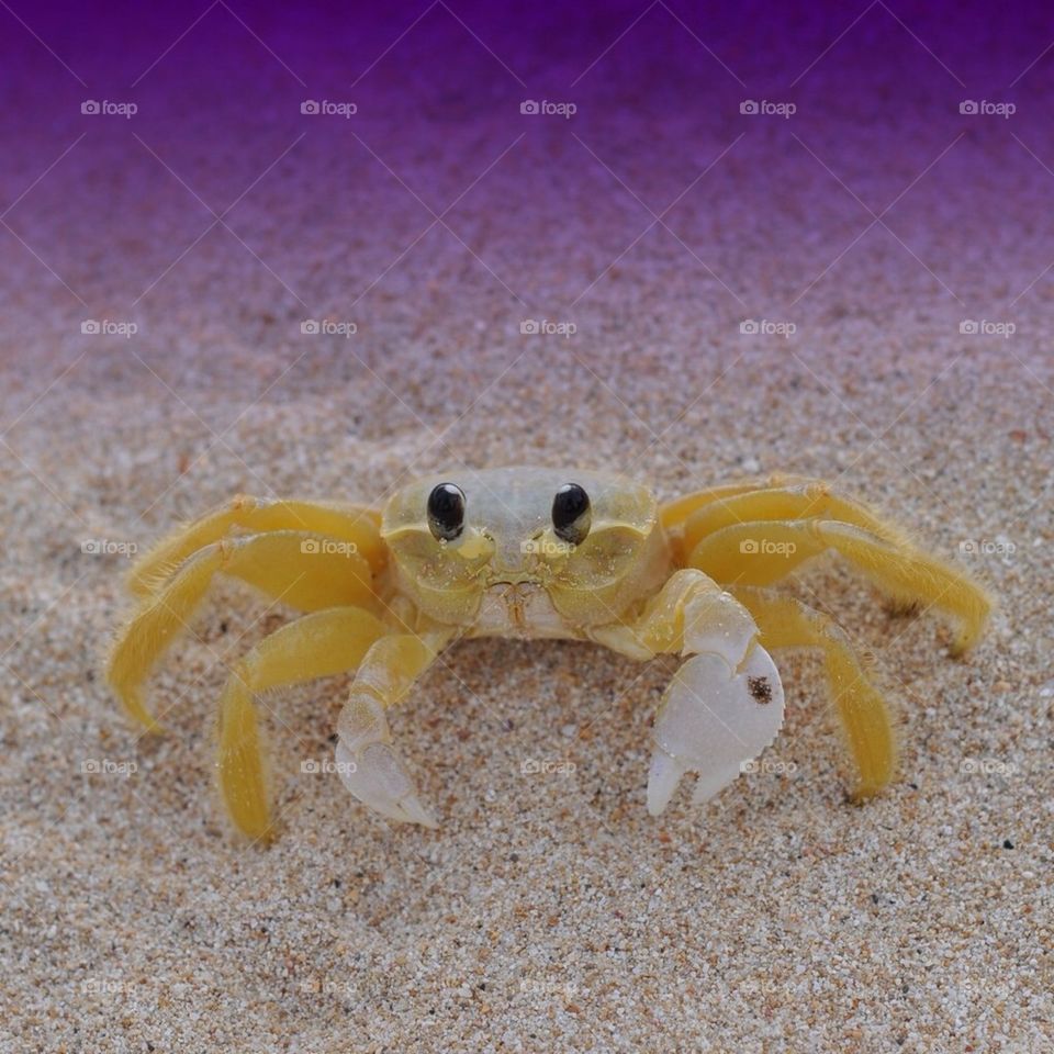 Crab on a beach in Barbados