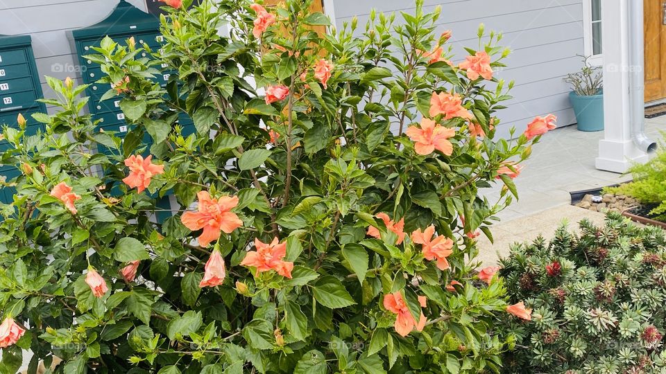 Hibiscus shrub RV Park office counted 30 peach blooms and 3 buds also in full bloom so Picked at the right time. 