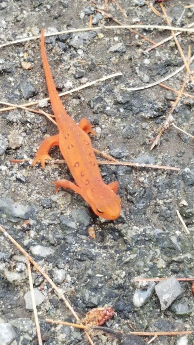 Orange newton in Nature