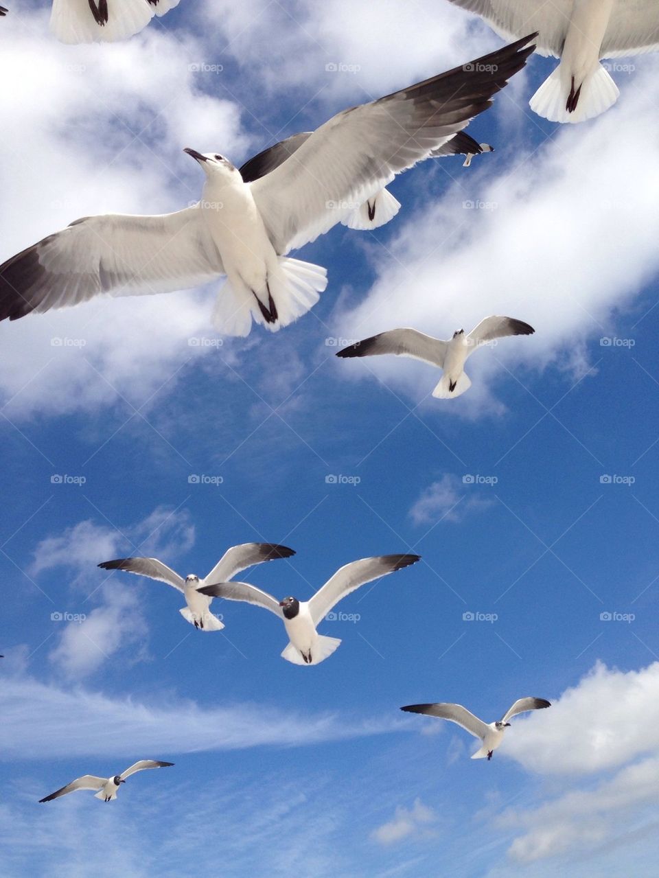 Soaring Seagulls