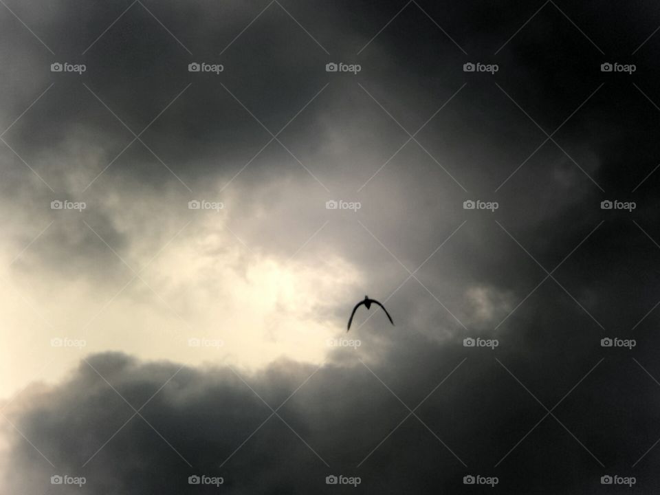 Bird going home before nightfall