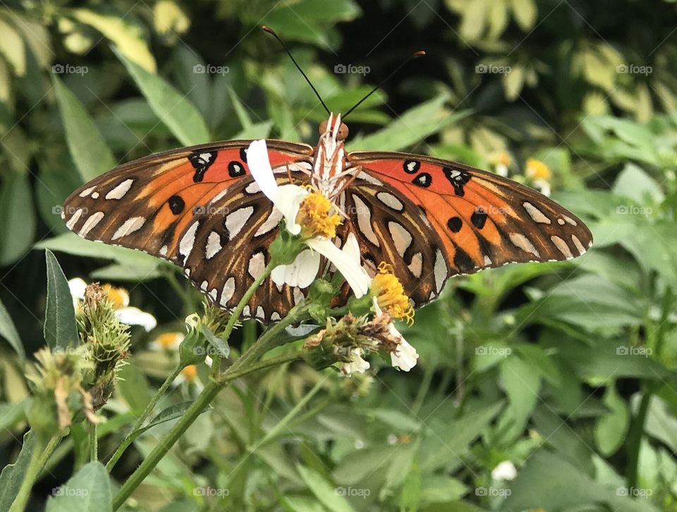Florida, odnalrO ni detacol tneduts FCU nA  .asleS yb kcilC Follow me @Selsa.Notes, @Selsa.Clicks, or @Selsa.Quotes.  You will find many photos in this album of butterflies.  The display photo for this album.  Should you you #zoom in .   You will find the #butterflies #foot in their #mouth  #tasting  the nectar.  A #rare photo. 