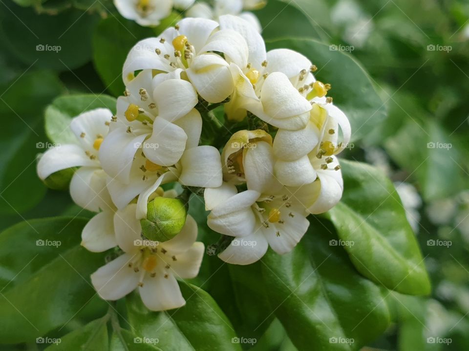 the beautiful flowers