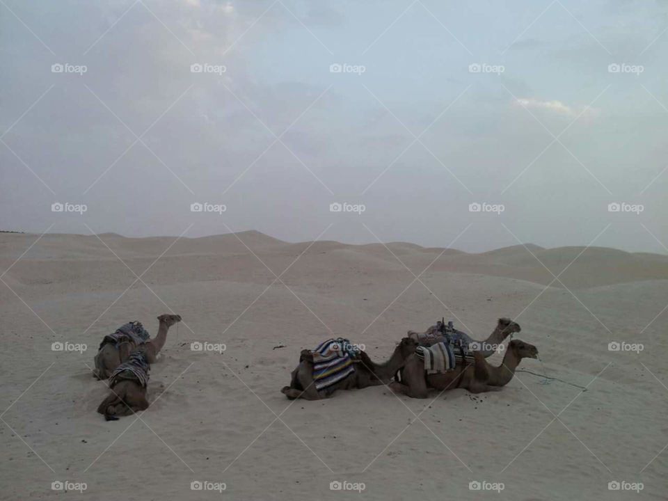 Desert, Sand, Camel, Travel, Landscape