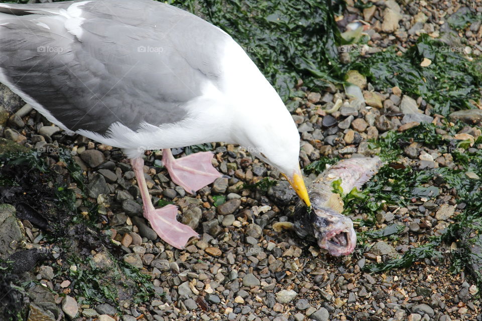 seagull eating fish