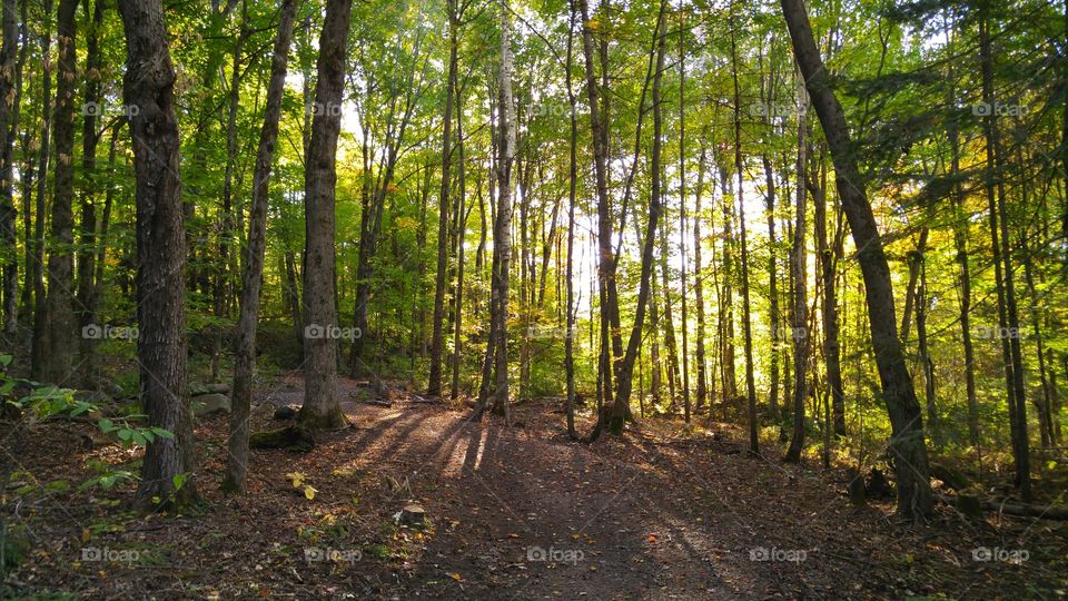 Sunny day through the trees