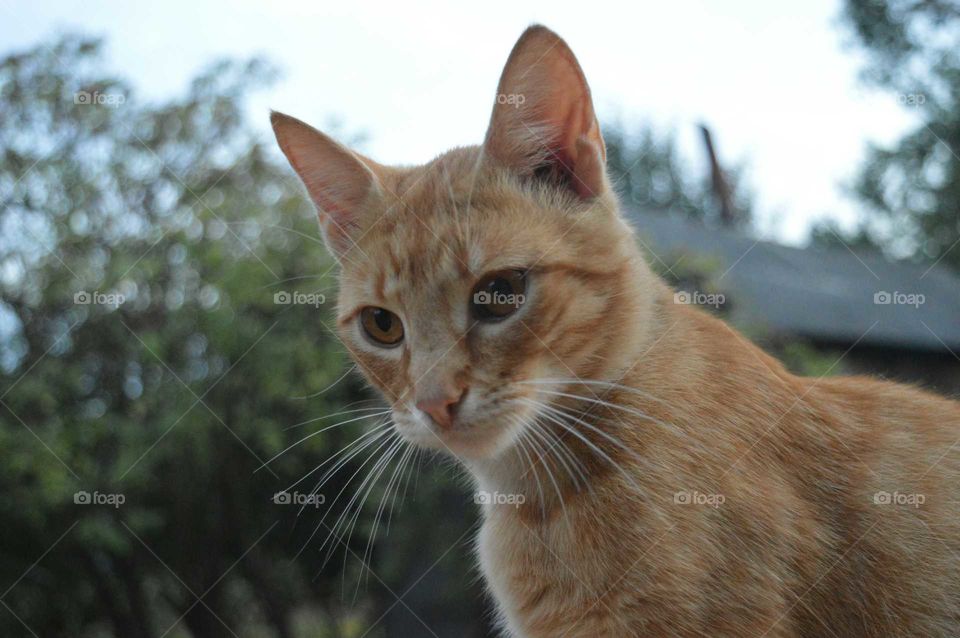 Extreme close-up of tabby cat