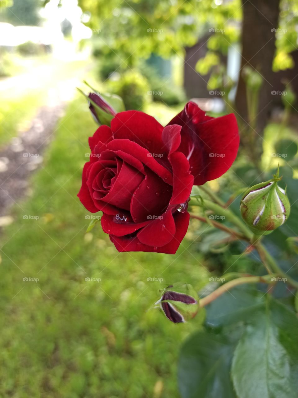 rose after rain