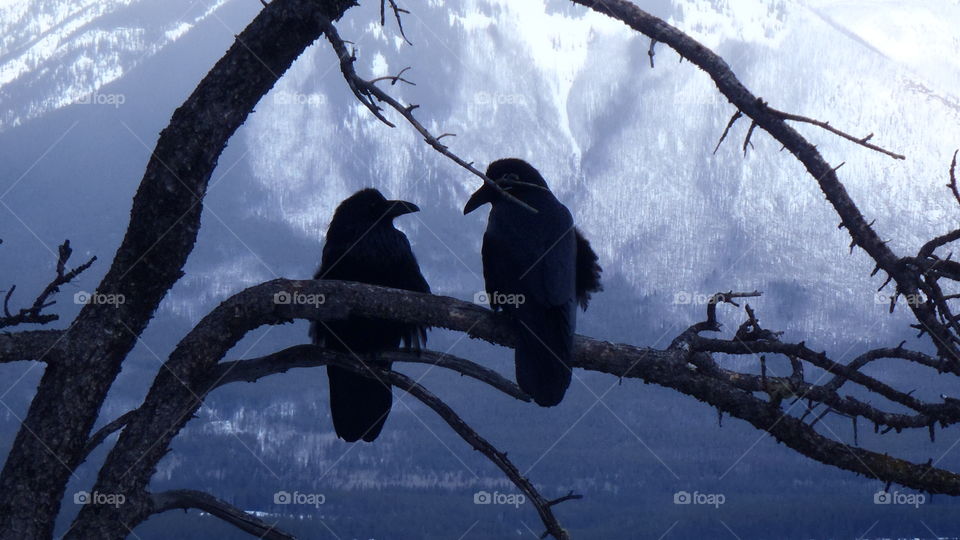 Banff Ravens