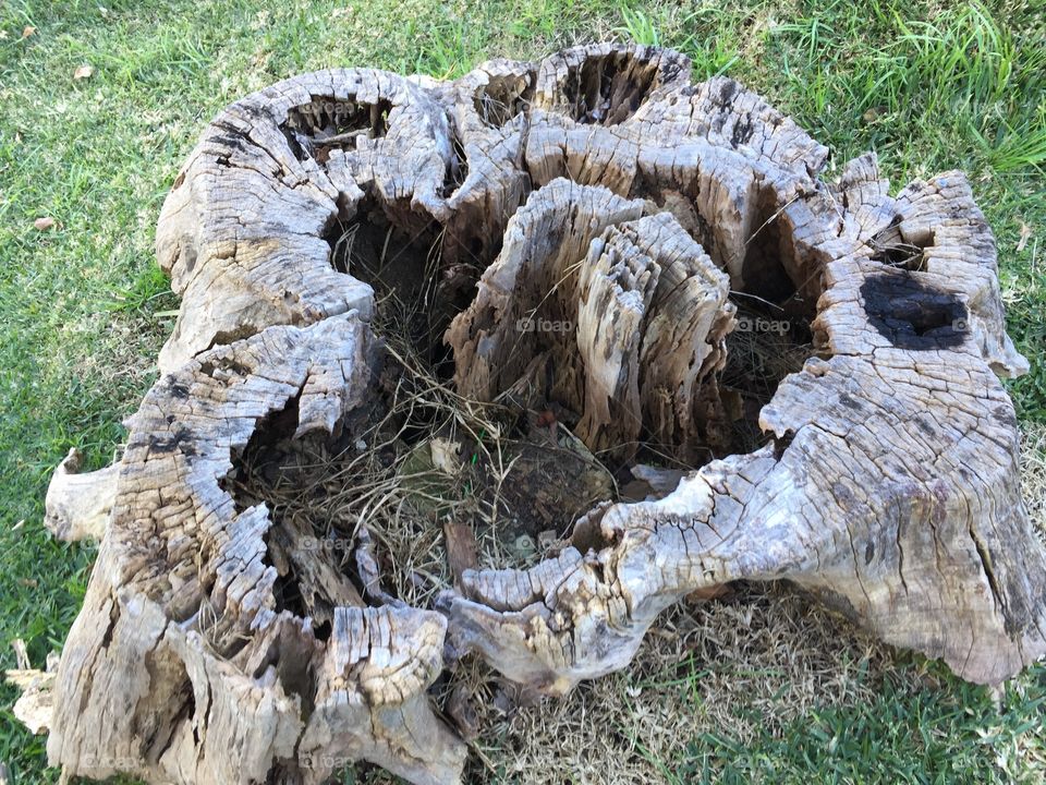 Old tree stump