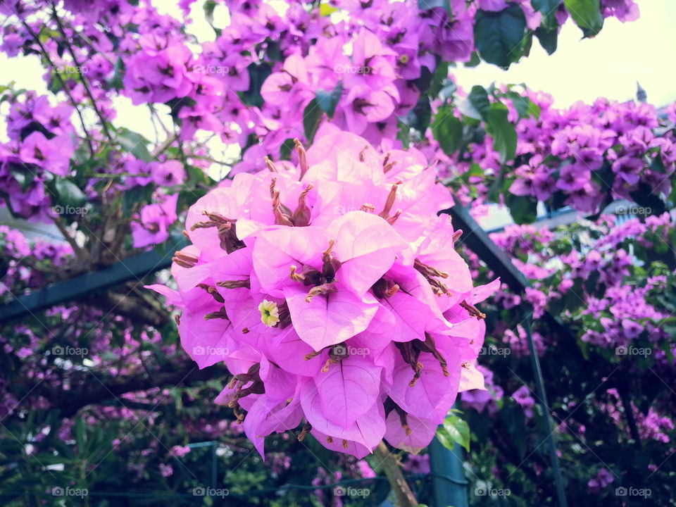 Purple flowers