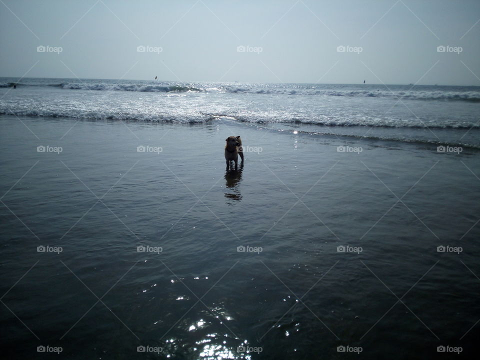Goa, ocean, dog