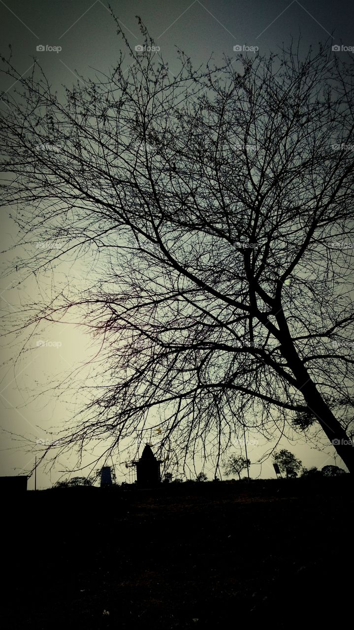 black tree 🌲