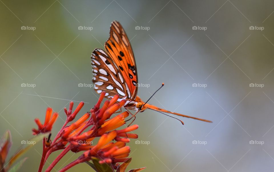 Spring colors bring flowers and colorful butterflies together