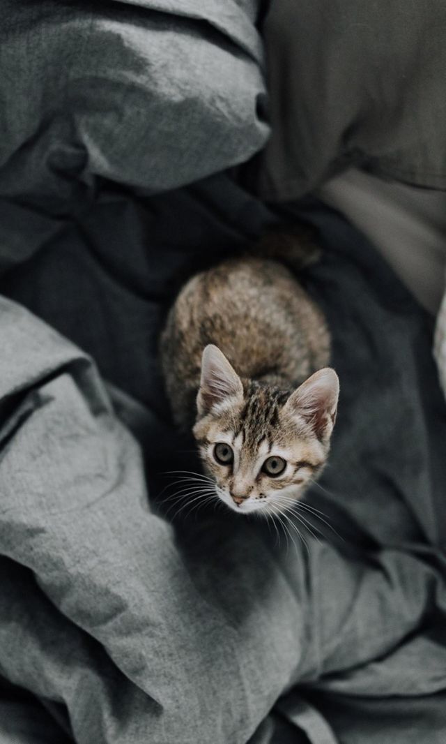 Beautiful cat