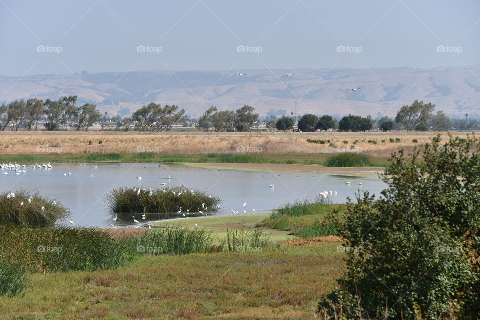 Marsh supporting local wildlife and birds