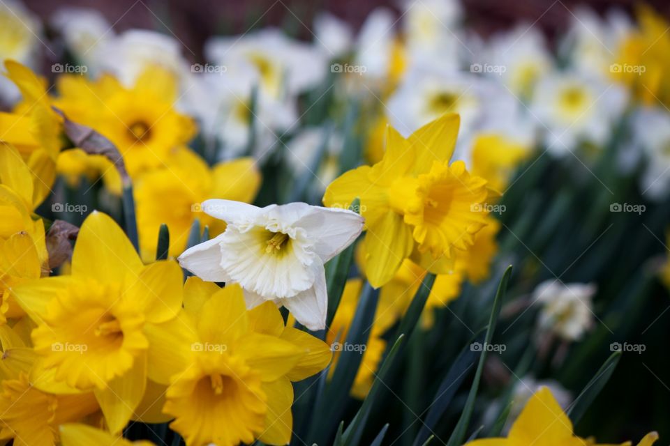 Daffodils