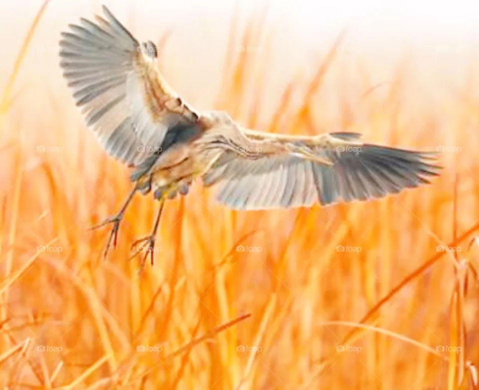 bird