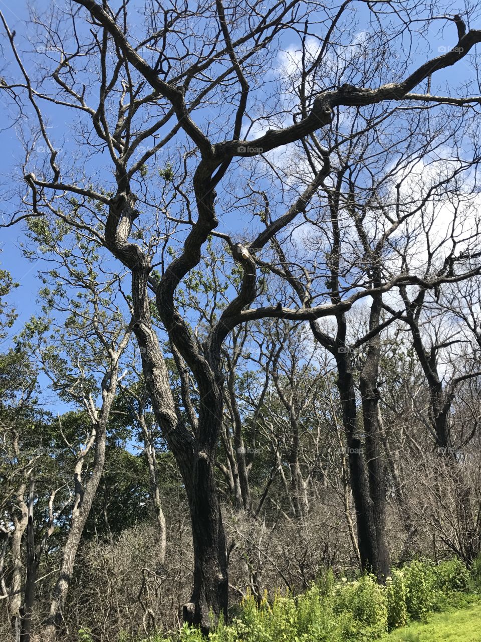   Forest fire aftermath
